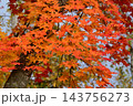 拓真館の紅葉 143756273