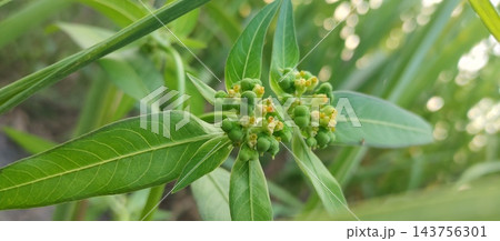 papaya tree with fruits papaya tree with fruits 143756301