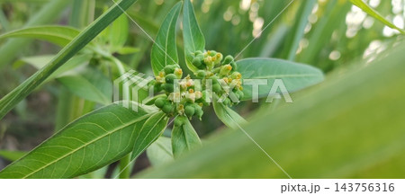 papaya tree with fruits 143756316