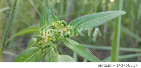 young green papaya on tree 143756317