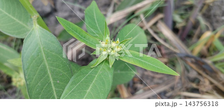 flower buds and leaves of little tree flower buds and leaves of little tree 143756318