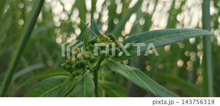 coffee beans on tree coffee beans on tree 143756319