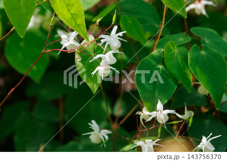 錨の様な形の花を咲かせる春の花イカリソウ 錨の様な形の花を咲かせる春の花イカリソウ 143756370