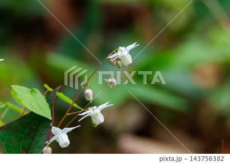 錨の様な形の花を咲かせる春の花イカリソウ 錨の様な形の花を咲かせる春の花イカリソウ 143756382