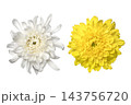 菊の花 143756720