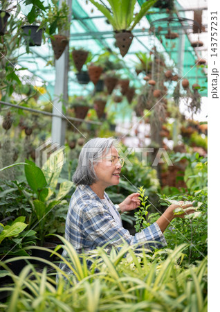 Senior Asian woman examining leaves in lush greenhouse plant nursery. Senior Asian woman examining leaves in lush greenhouse plant nursery. 143757231