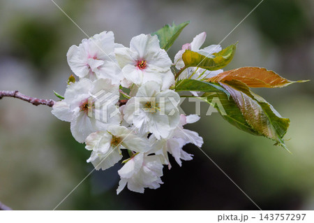 出会いと別れを彩る日本の花 サクラ 出会いと別れを彩る日本の花 サクラ 143757297