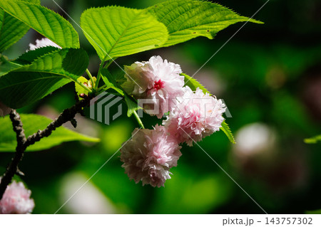 出会いと別れを彩る日本の花 サクラ 出会いと別れを彩る日本の花 サクラ 143757302