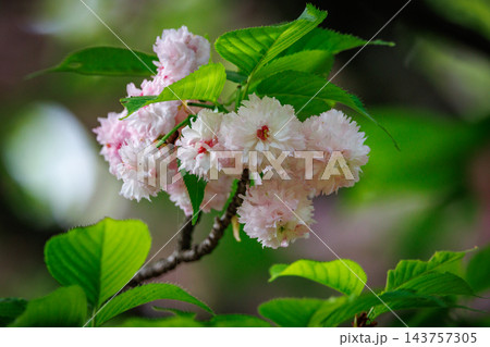 出会いと別れを彩る日本の花　サクラ 143757305