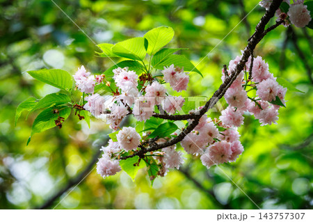出会いと別れを彩る日本の花　サクラ 143757307