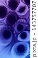 Stain water. Blotch texture. Defocused blue purple neon color liquid flow paint bubble floating on abstract acrylic wet background. 143757707