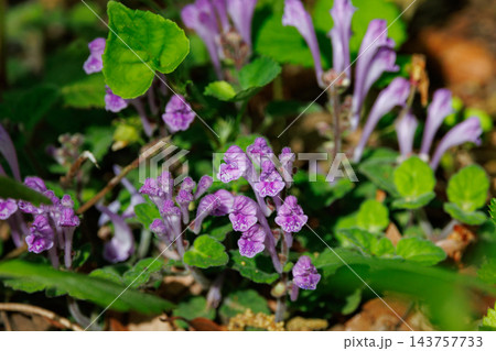 泡立つ波の様な紫色の可憐な花を咲かせる小さな山野草 タツナミソウ 泡立つ波の様な紫色の可憐な花を咲かせる小さな山野草 タツナミソウ 143757733