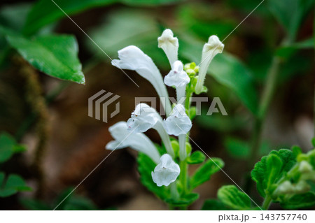 泡立つ波の様な紫色の可憐な花を咲かせる小さな山野草　タツナミソウ 143757740