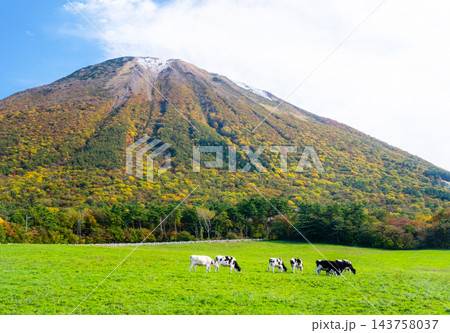 紅葉の大山で放牧中の牛たち　大山まきばみるくの里付近 143758037