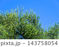 青空に映えるオリーブの葉 143758054