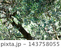青々としげるオリーブの葉 143758055