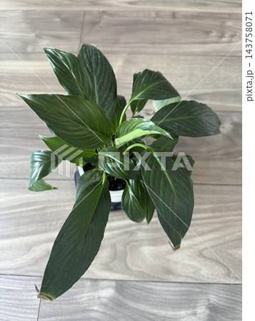 室内で育てるスパティフィラムの鉢植え 143758071