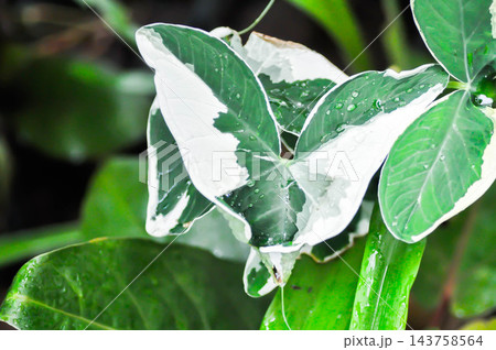 Albomarginata, Araceae or Schott or Xanthosoma sagittifolium or XANTHOSOMA or Mickey Mouse Plantand rain droplet or dew 143758564