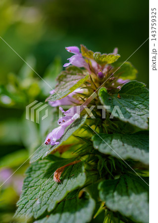 赤と緑のグラデーションが特徴的な草花ヒメオドリコソウ 赤と緑のグラデーションが特徴的な草花ヒメオドリコソウ 143759325