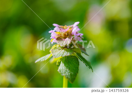 赤と緑のグラデーションが特徴的な草花ヒメオドリコソウ 赤と緑のグラデーションが特徴的な草花ヒメオドリコソウ 143759326