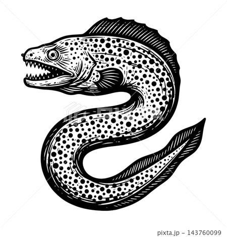 Spotted moray eel with open mouth and sharp teeth, side view, black and white illustration Spotted moray eel with open mouth and sharp teeth, side view, black and white illustration 143760099
