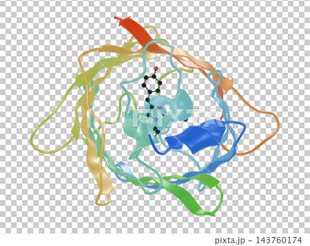 GFP（綠色螢光蛋白）的三維結構：β桶中心的生色團；從上方觀察的帶狀模型；透明背景。 143760174