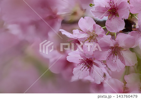ピンクの桜の花びら ピンクの桜の花びら 143760479