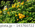 優雅で濃厚な黄花で山吹色の語源となった花　ヤマブキ 143760722