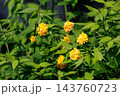 優雅で濃厚な黄花で山吹色の語源となった花　ヤマブキ 143760723