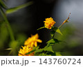 優雅で濃厚な黄花で山吹色の語源となった花　ヤマブキ 143760724