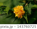 優雅で濃厚な黄花で山吹色の語源となった花　ヤマブキ 143760725