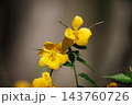 優雅で濃厚な黄花で山吹色の語源となった花　ヤマブキ 143760726