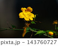 優雅で濃厚な黄花で山吹色の語源となった花　ヤマブキ 143760727