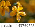 優雅で濃厚な黄花で山吹色の語源となった花　ヤマブキ 143760728