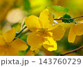 優雅で濃厚な黄花で山吹色の語源となった花　ヤマブキ 143760729