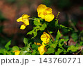 湿り気のある明るい森に咲く黄色い花のヤマブキソウ 143760771