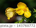 湿り気のある明るい森に咲く黄色い花のヤマブキソウ 143760772