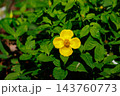 湿り気のある明るい森に咲く黄色い花のヤマブキソウ 143760773