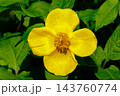湿り気のある明るい森に咲く黄色い花のヤマブキソウ 143760774
