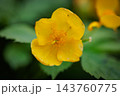湿り気のある明るい森に咲く黄色い花のヤマブキソウ 143760775