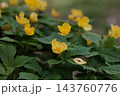 湿り気のある明るい森に咲く黄色い花のヤマブキソウ 143760776