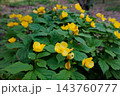 湿り気のある明るい森に咲く黄色い花のヤマブキソウ 143760777