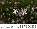 白いハクチョウソウ(ガウラ)の花 白いハクチョウソウ(ガウラ)の花 143760858