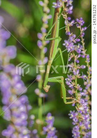 カマキリ 143761232