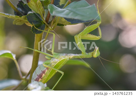 カマキリ カマキリ 143761235