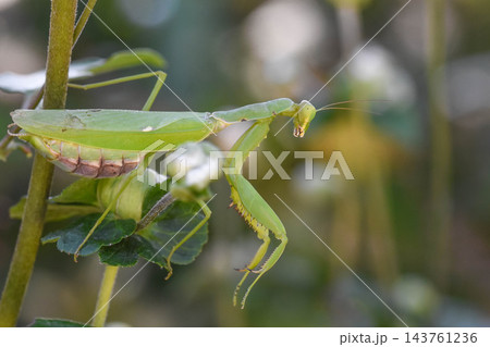 カマキリ 143761236