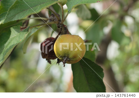 Ripe Green Apple Growing on Tree Branch with Leaves Close Up 143761440