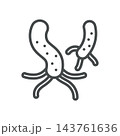 Helicobacter Pylori Icon. Stomach Bacteria Flagella. Thin Line Medical Vector Illustration. Isolated Outline Symbol 143761636