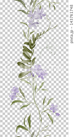 Hand painted watercolor vertical seamless border of lavender phlox and sweet william with sage green leaves and buds on white, repeating botanical banner for invitations, packaging, textile and decor. 143761748