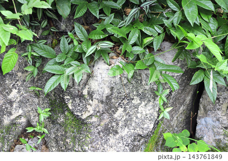 Old stone with liana branch and tropical leaves. Exotical background with rock and plant. Sustainable concept with green ivy on natural stone backdrop. Copy space for text Old stone with liana branch and tropical leaves. Exotical background with rock and plant. Sustainable concept with green ivy on natural stone backdrop. Copy space for text 143761849